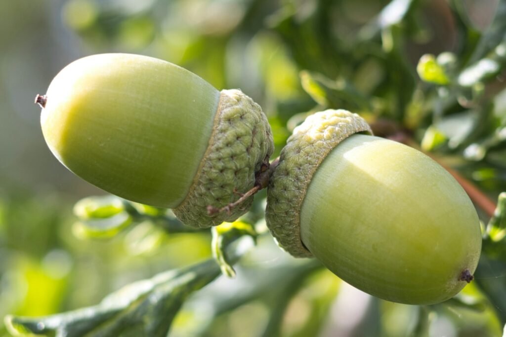 a close up of two acorns growing on a tree