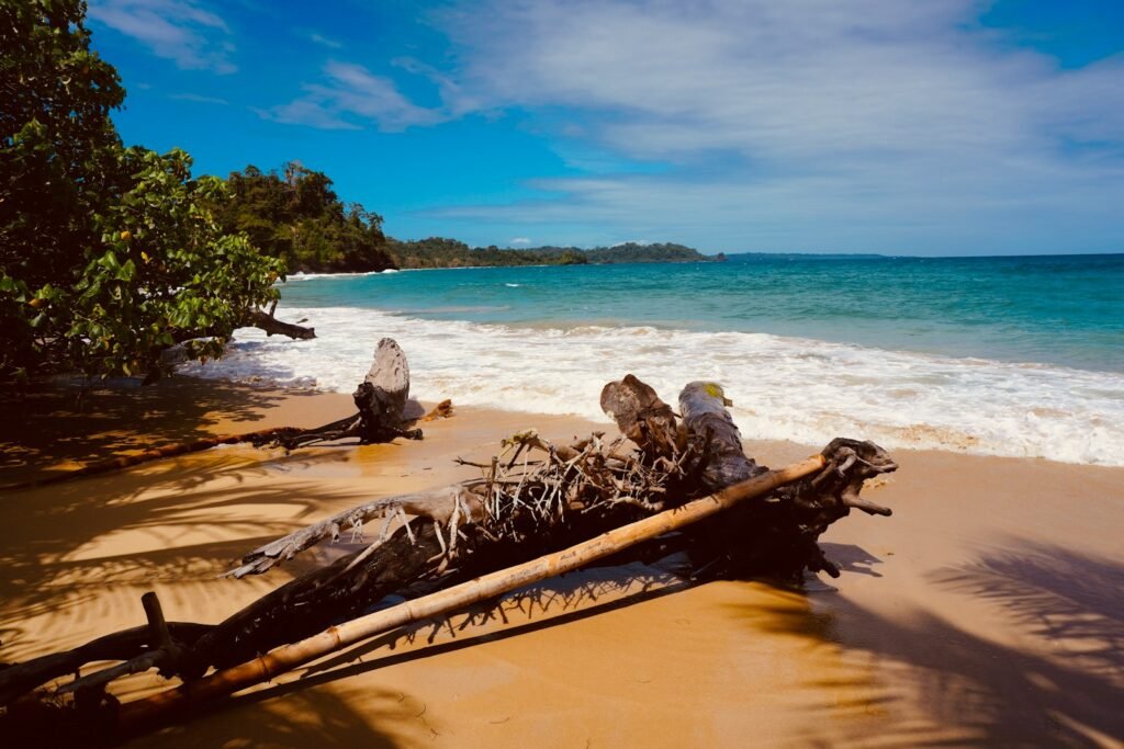 a fallen tree on a beach next to the ocean